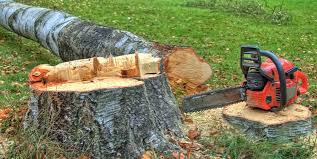 Best Tree Trimming and Pruning  in Fair Haven, NY