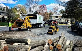 Best Palm Tree Trimming  in Fair Haven, NY