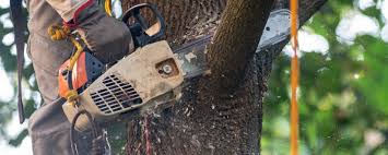 Best Arborist Consultation Services  in Fair Haven, NY