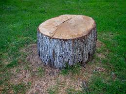Best Tree Health Inspection  in Fair Haven, NY
