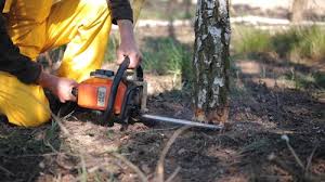  Fair Haven, NY Tree Removal Pros