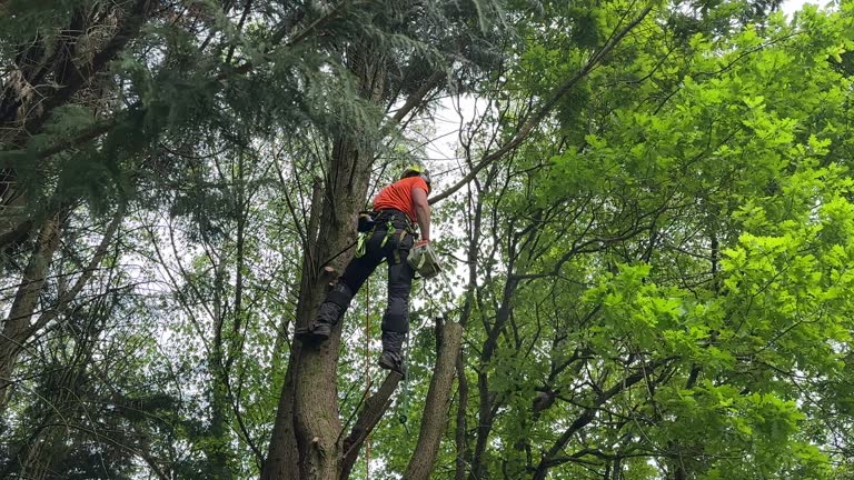 Best Tree and Shrub Care  in Fair Haven, NY