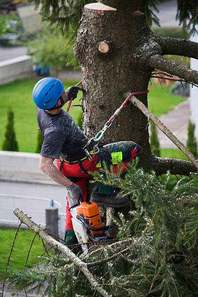 Best Lawn Disease Treatment  in Fair Haven, NY