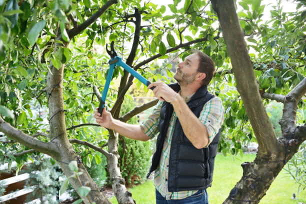 Best Fruit Tree Pruning  in Fair Haven, NY